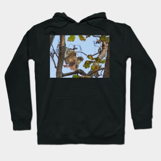 Red Tailed Hawk alighting in tree Hoodie